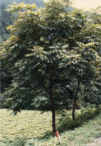 urushi tree